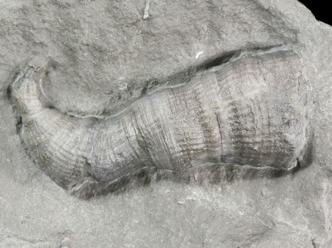 Devonian Horn Coral - New York #50056